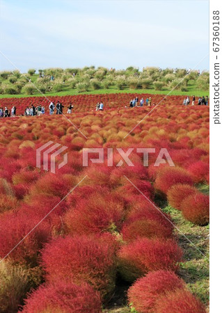Kokia in Hitachi Seaside Park Autumn leaves in full bloom 67360188