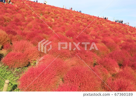 Kokia in Hitachi Seaside Park Autumn leaves in full bloom 67360189