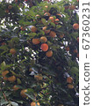 Autumn landscape 67360231