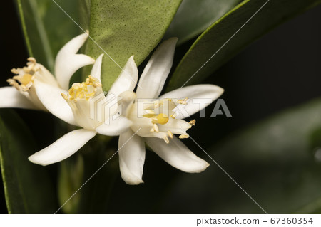 Kumquat flower Kumquat flower 67360354