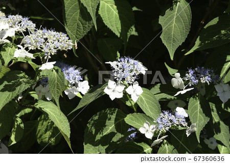 Hydrangea "Shiratake" Hydrangea "Shiratake" 67360636