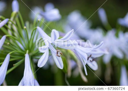 愛情花微距攝影 67360724