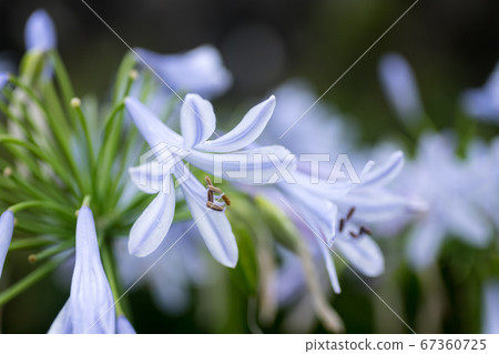 愛情花微距攝影 67360725