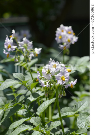 馬鈴薯（Kitakyari）花 67360968