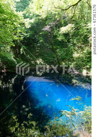 Shirakami mountain area Zuiko Aoi Shirakami mountain area Zuiko Aoi 67361576