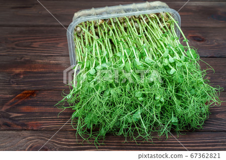 Microgreen pea sprouts on wooden table. Vegan and healthy eating concept. Growing sprouts 67362821