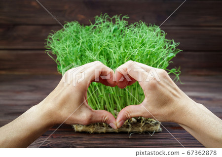 Woman hands holding microgreen pea sprouts. Vegan and healthy eating concept. Growing sprouts 67362878