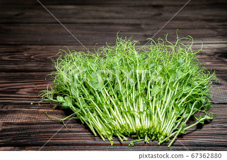 Cutted microgreen pea sprouts on old wooden table. Vegan and healthy eating concept. Growing sprouts 67362880
