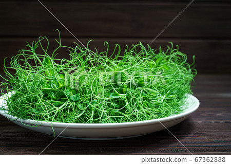 fresh cutted pea microgreen sprouts on plate on wooden surface 67362888