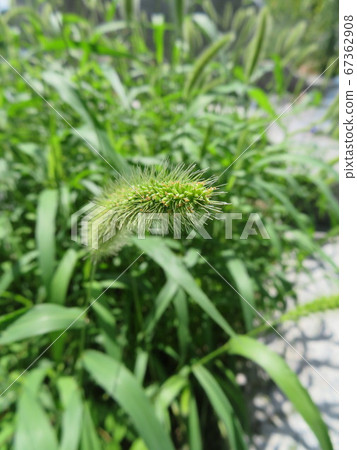 在草地上的貓的葉子的花的耳朵 67362908