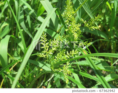 Cyperus in the grass Cyperus in the grass 67362942