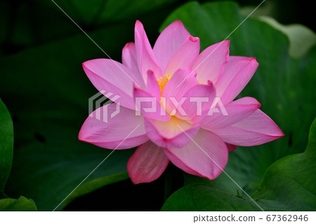 Ueno Park Shinobazu Pond Lotus Flower Ueno Park Shinobazu Pond Lotus Flower 67362946