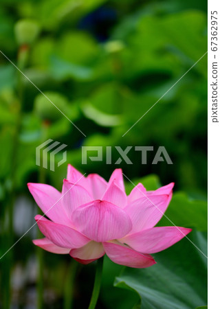Ueno Park Shinobazu Pond Lotus Flower Ueno Park Shinobazu Pond Lotus Flower 67362975