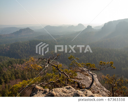 Lone pine over a cliff in the mountains at dawn Lone pine over a cliff in the mountains at dawn 67363338