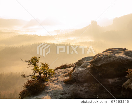 Lone pine over a cliff in the mountains at dawn 67363346