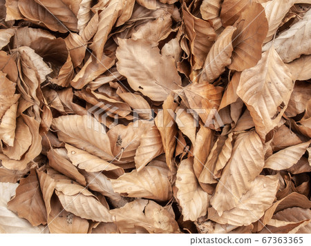 Natural organic pattern of autumn leaf. 67363365