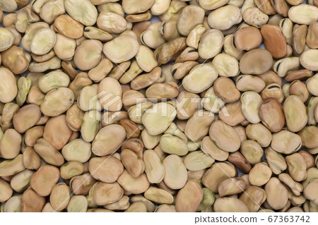 dried broad beans as background 67363742