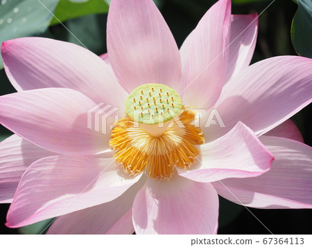 Lotus flower Lotus flower 67364113