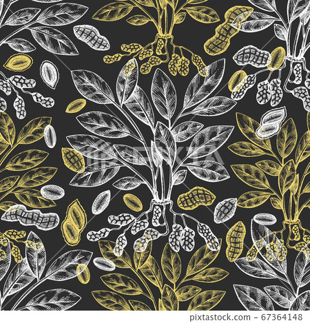 Hand drawn peanut branch and kernels seamless Hand drawn peanut branch and kernels seamless 67364148