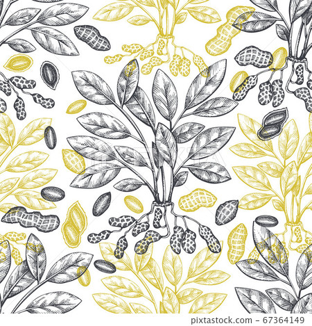 Hand drawn peanut branch and kernels seamless pattern. Organic food vector illustration. Retro nut background. Engraved style botanical picture. Hand drawn peanut branch and kernels seamless pattern. Organic food vector illustration. Retro nut background. Engraved style botanical picture. 67364149