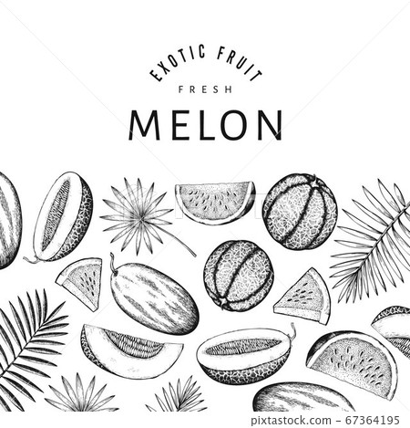 Watermelons, melons and tropical leaves design 67364195