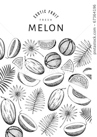 Watermelons, melons and tropical leaves design 67364196