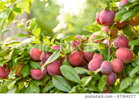 Beautiful ripe red plum fruits on a tree branch Beautiful ripe red plum fruits on a tree branch 67364277