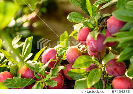 Beautiful ripe red plum fruits on a tree branch Beautiful ripe red plum fruits on a tree branch 67364278
