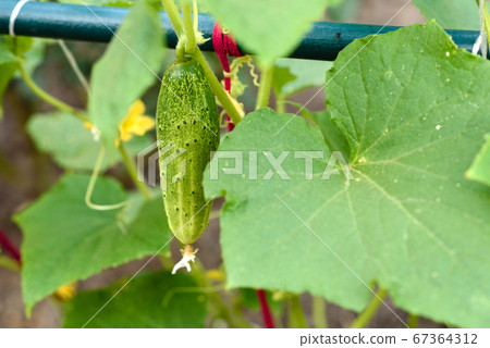 Green bright leaves of bush and cucumber on a home Green bright leaves of bush and cucumber on a home 67364312