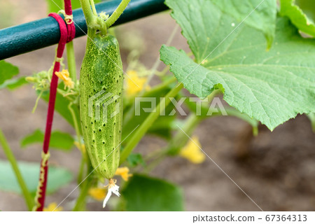 Green bright leaves of bush and cucumber on a home 67364313