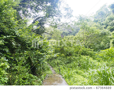 Koamishiro Forest, the most wetland in the Kanto region (rainy season) Koamishiro Forest, the most wetland in the Kanto region (rainy season) 67364889