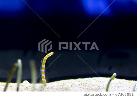 Cute chin eels 67365091