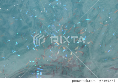 五顏六色的小魚，海面背景 67365271