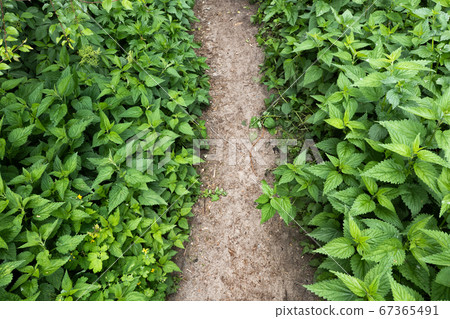 Path With Lush Nettle Plants 67365491