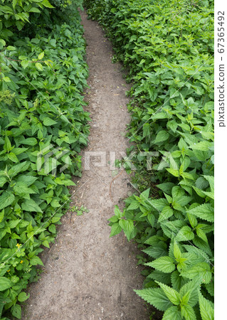 Forest Footpath With Lush Nettle Plants 67365492