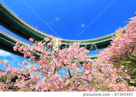 [Shizuoka Prefecture] Kawazu Nanadaru Loop Bridge and Kawazu Sakura in full bloom 67365493