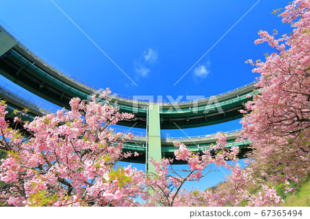 [Shizuoka Prefecture] Kawazu Nanadaru Loop Bridge and Kawazu Sakura in full bloom 67365494