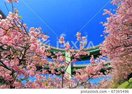 [Shizuoka Prefecture] Kawazu Nanadaru Loop Bridge and Kawazu Sakura in full bloom 67365496