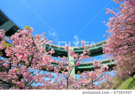 [Shizuoka Prefecture] Kawazu Nanadaru Loop Bridge and Kawazu Sakura in full bloom 67365497