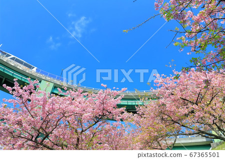 [靜岡縣]河津七成環路和河津櫻盛開 67365501