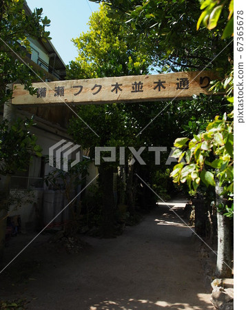 Bise Fukugi Namiki Street 67365678