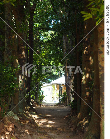 Bise Fukugi Namiki Street Bise Fukugi Namiki Street 67365680