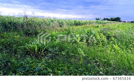 Fresh grass under the sun Fresh grass under the sun 67365816