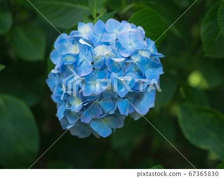 Blue hydrangea in full bloom 67365830