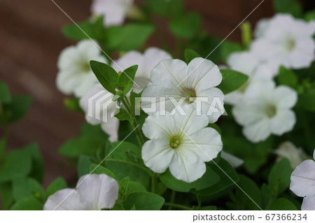 七月多摩69矮牽牛，茄科，多摩綠色生活中心 67366234