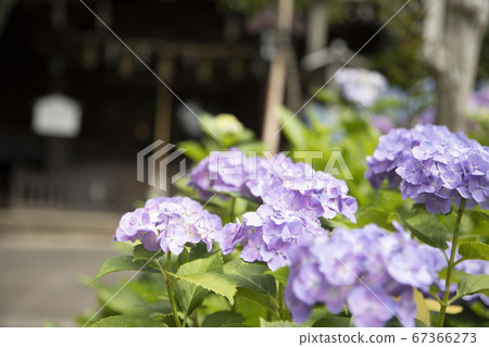 神社和繡球盛開 神社和繡球盛開 67366273