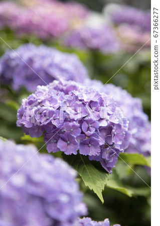 繡球花盛開 67366277