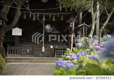 Shrine and hydrangea in full bloom 67366311