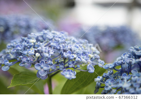Hydrangea in hydrangea 67366312