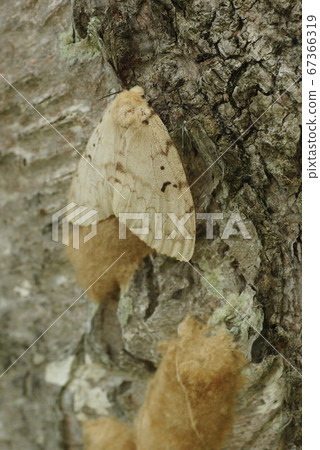 Female gypsy moth and egg mass 67366319